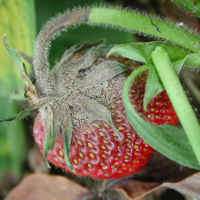 Inseticida Fungicida Defensor Forth 500ml