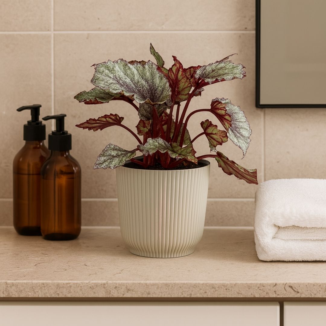 Kit 2 Vasos Cachepot Okla em Polipropileno