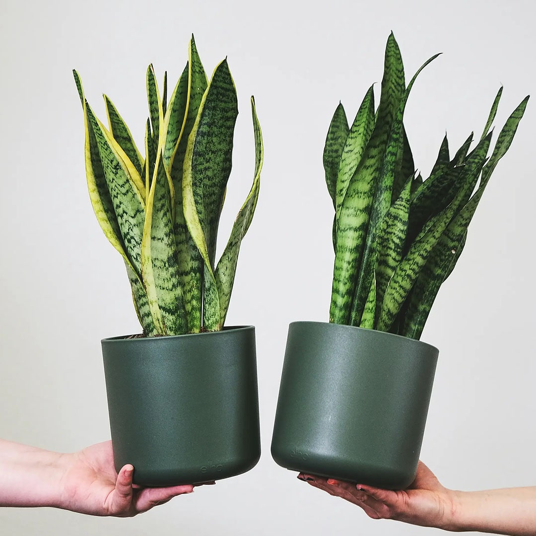 Muda Espada de São Jorge (Sansevieria trifasciata) - Pote 13