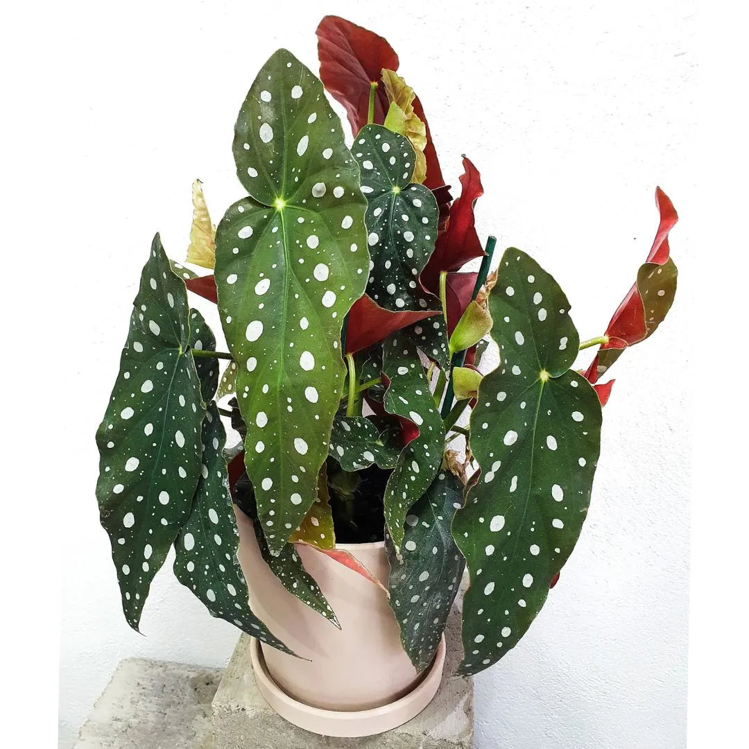 Muda Begônia Maculata