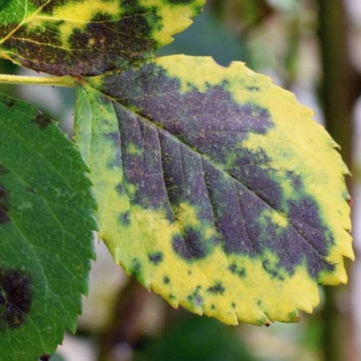 Fungicida Cobre Forth 500ml