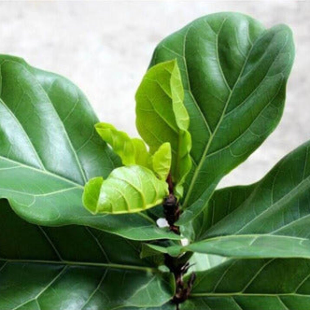 Muda Ficus Lyrata Bambino (Ficus lyrata)