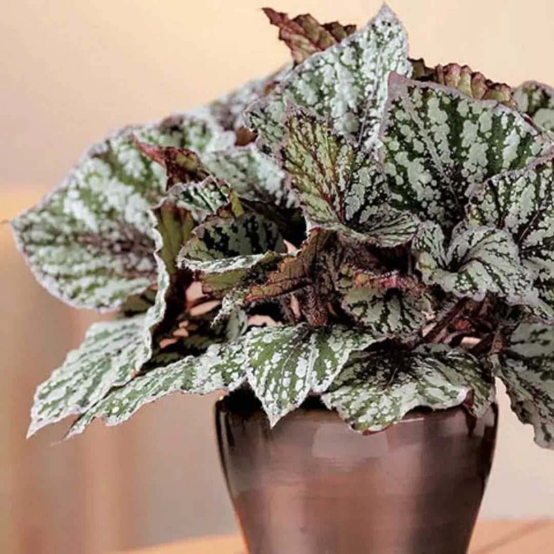 Muda Begônia Rex - Pote 12