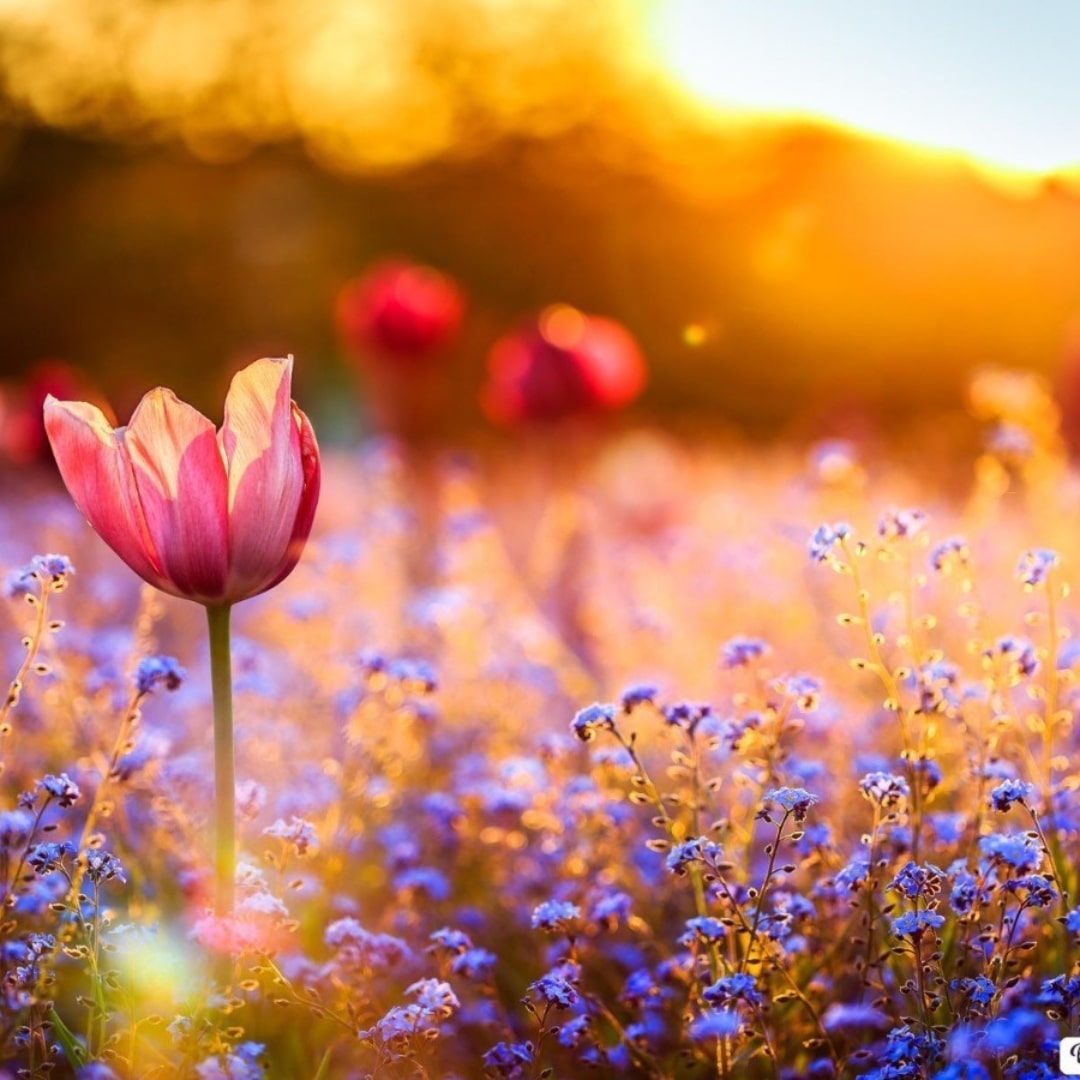 Forth Adubo para Flores 3kg