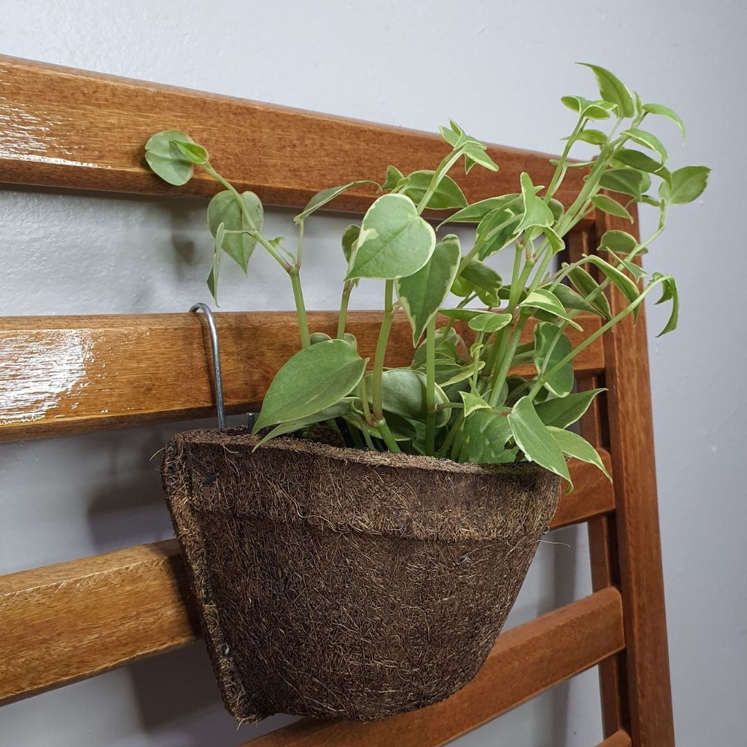 Vaso de Parede de Fibra de Coco