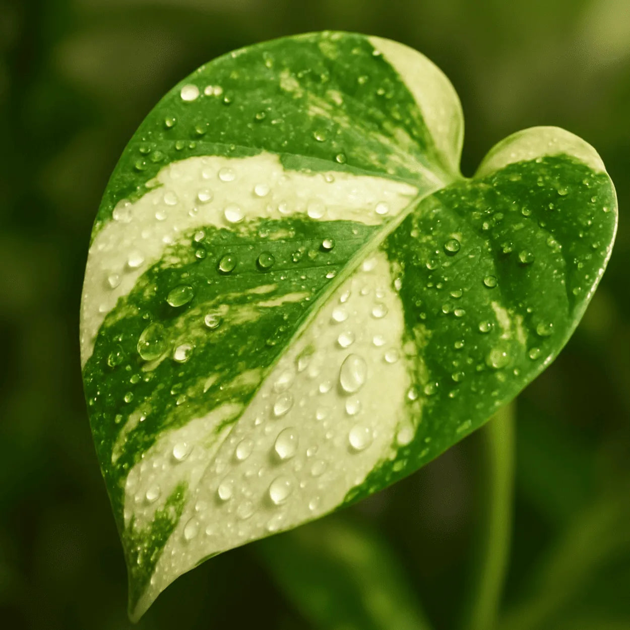 Muda Jiboia Branca N’Joy (Epipremnum aureum ‘N’Joy’)