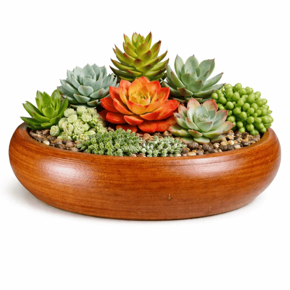 Vasos de Cerâmica para Suculentas