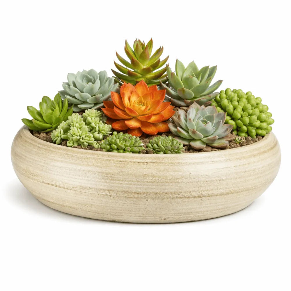 Vasos de Cerâmica para Suculentas