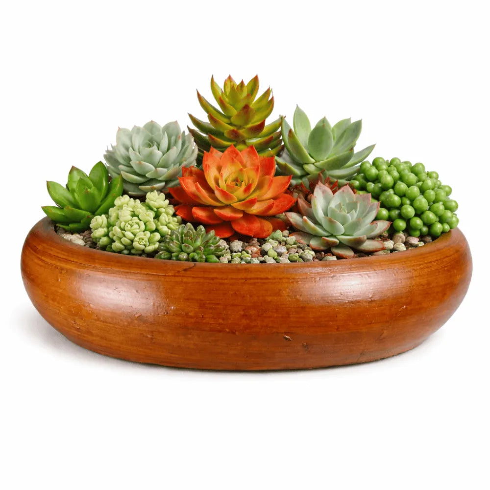 Vasos de Cerâmica para Suculentas