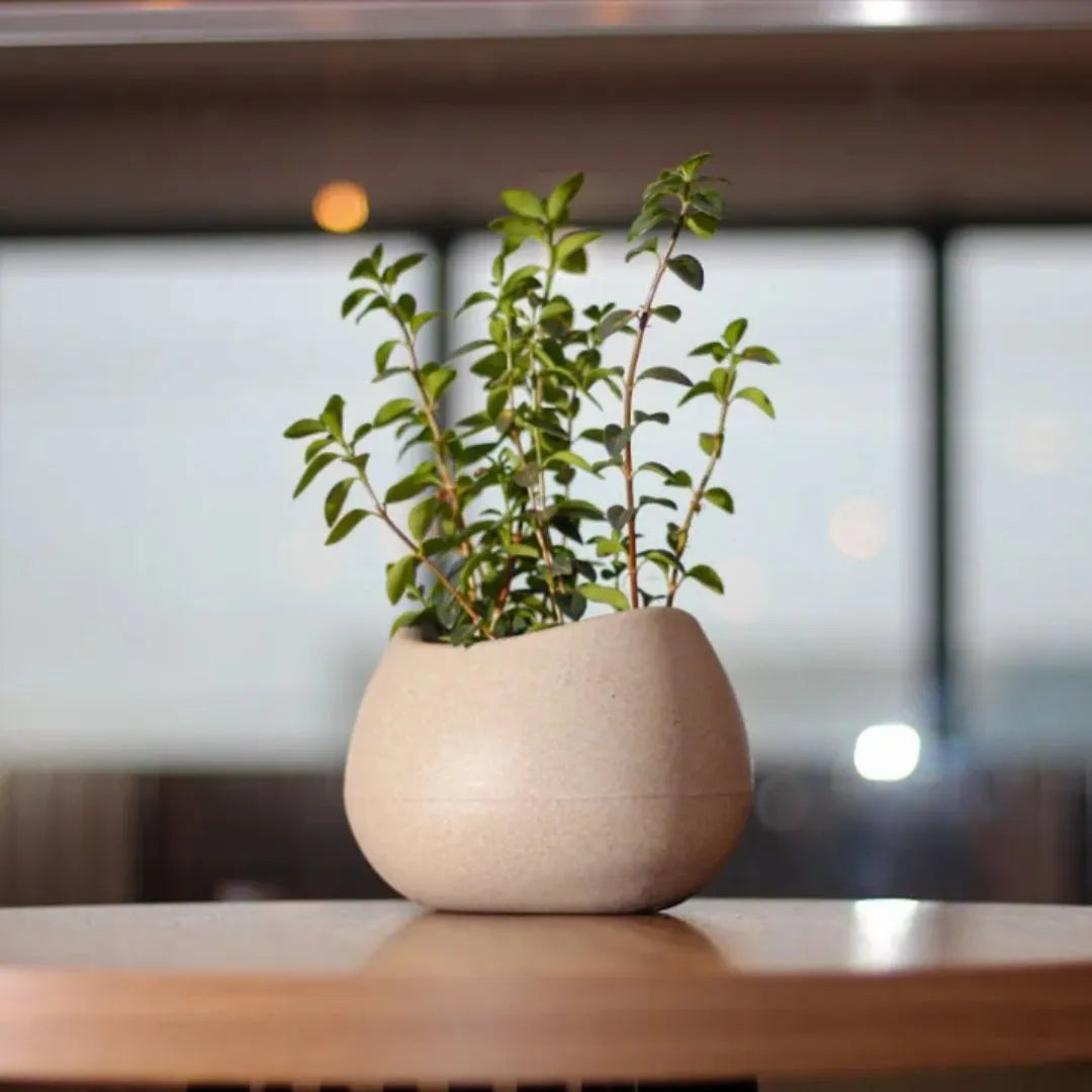 Vaso Texturizado Oval em Polietileno - Pequeno