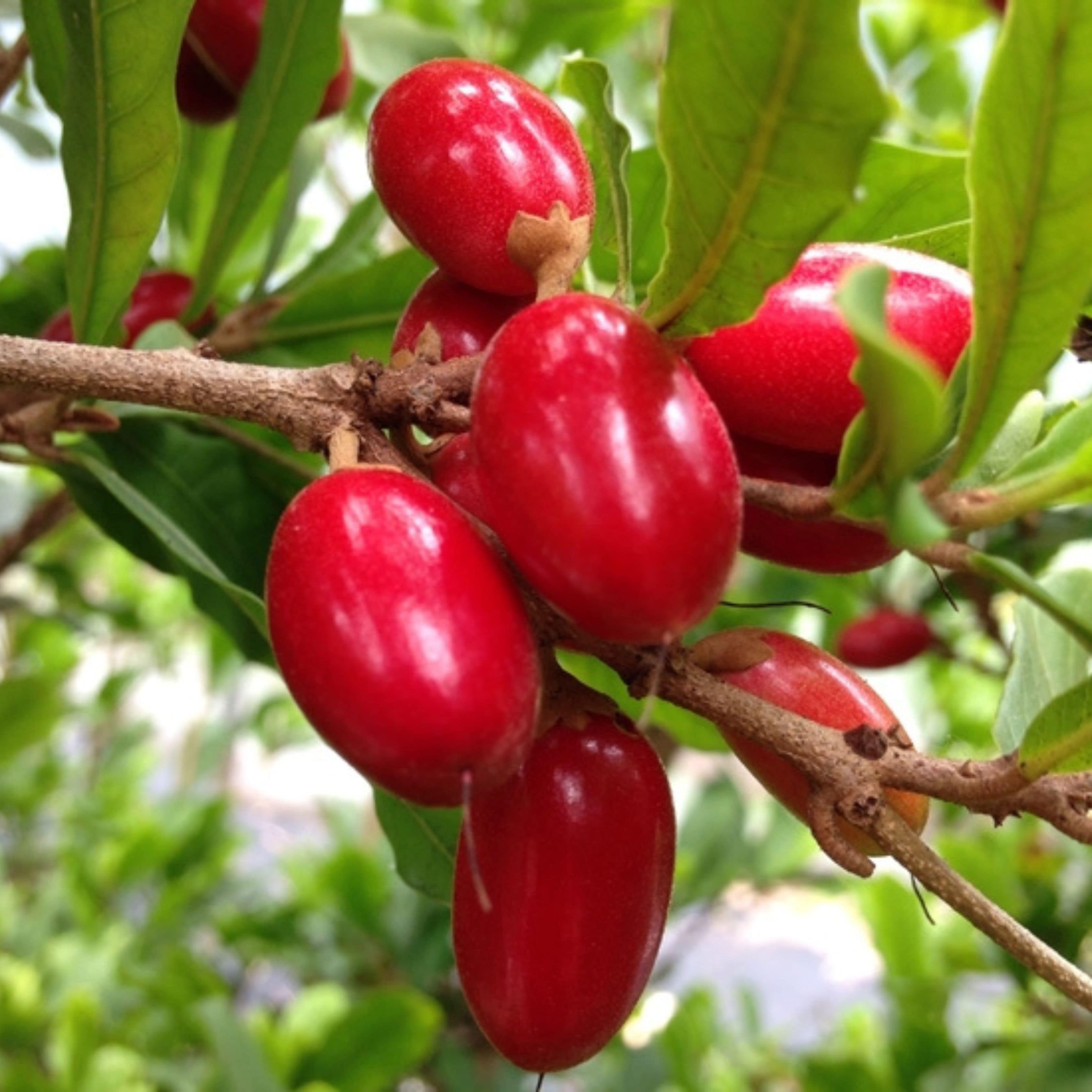 Kit Mudas Fruta do Milagre (Synsepalum dulcificum)