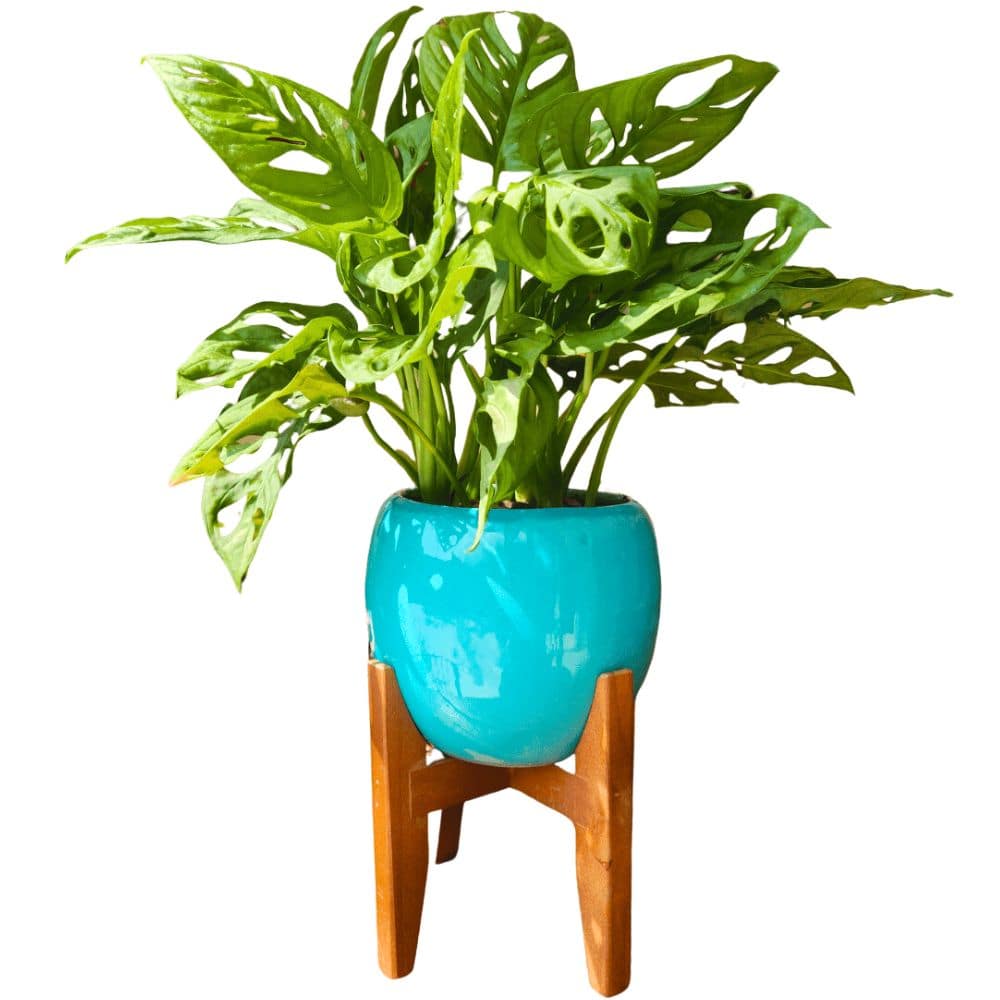 Vaso Cachepot em Porcelana com Tripé de Madeira