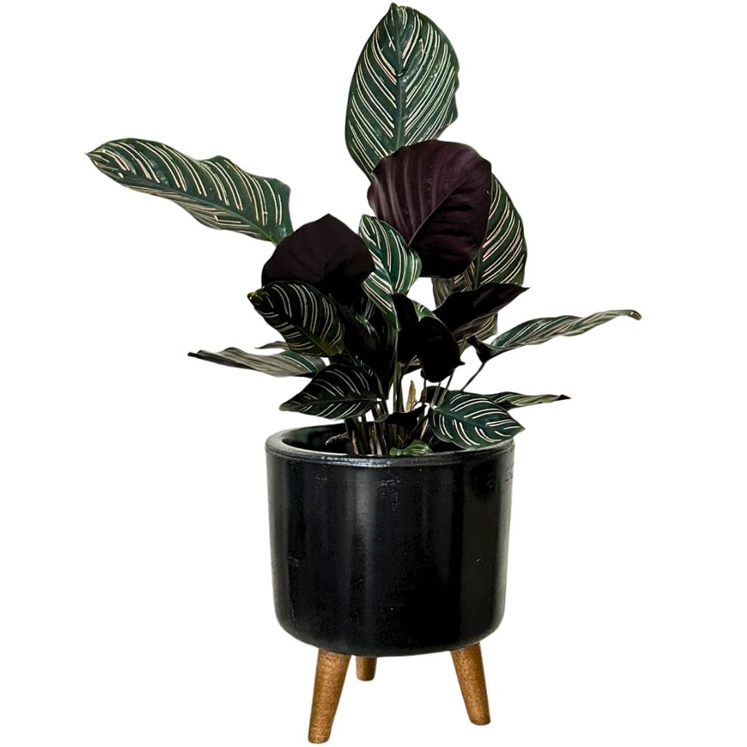 Mini Vaso Linha Doha 22cm com Tripé