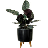 Mini Vaso Linha Doha 22cm com Tripé