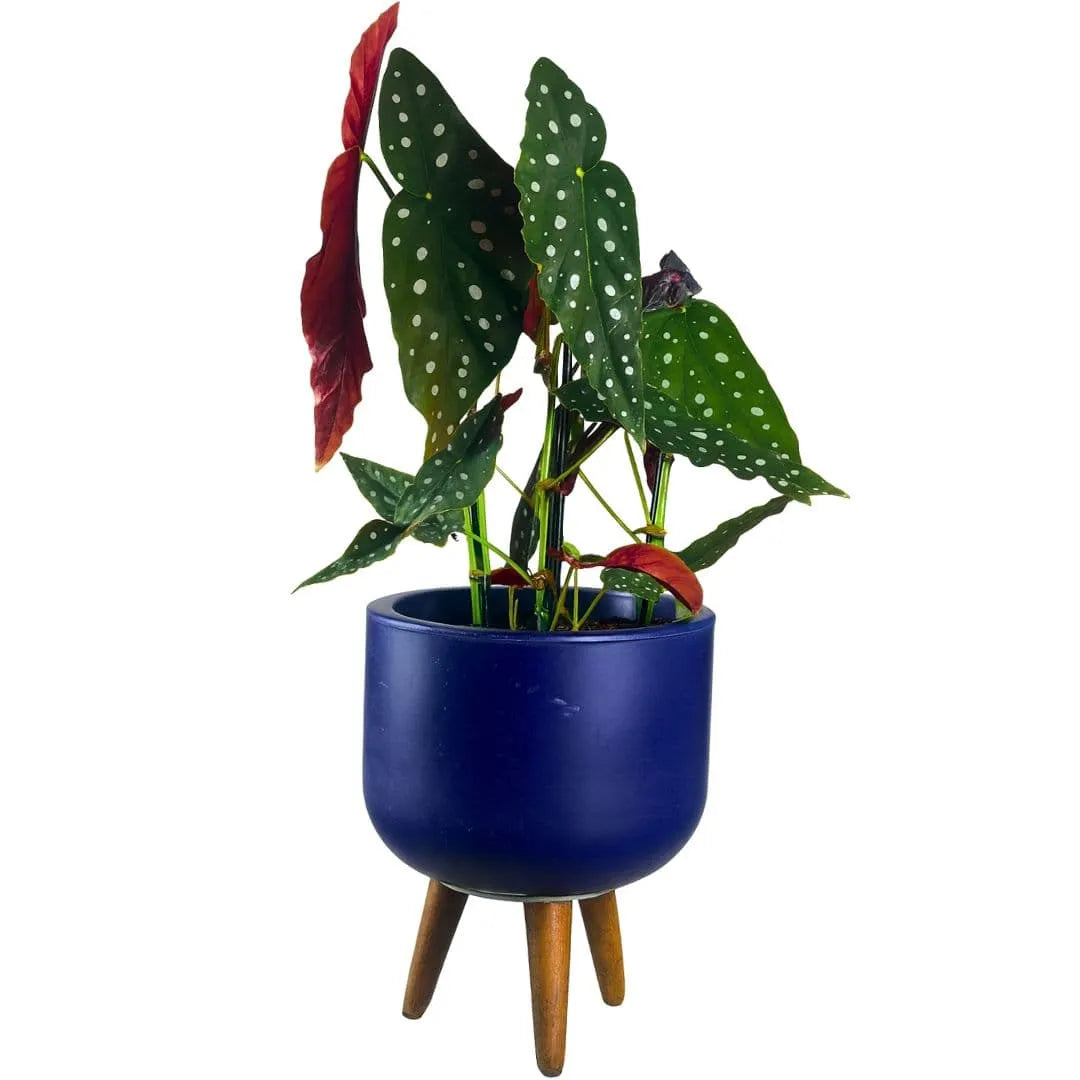 Muda Begônia Maculata