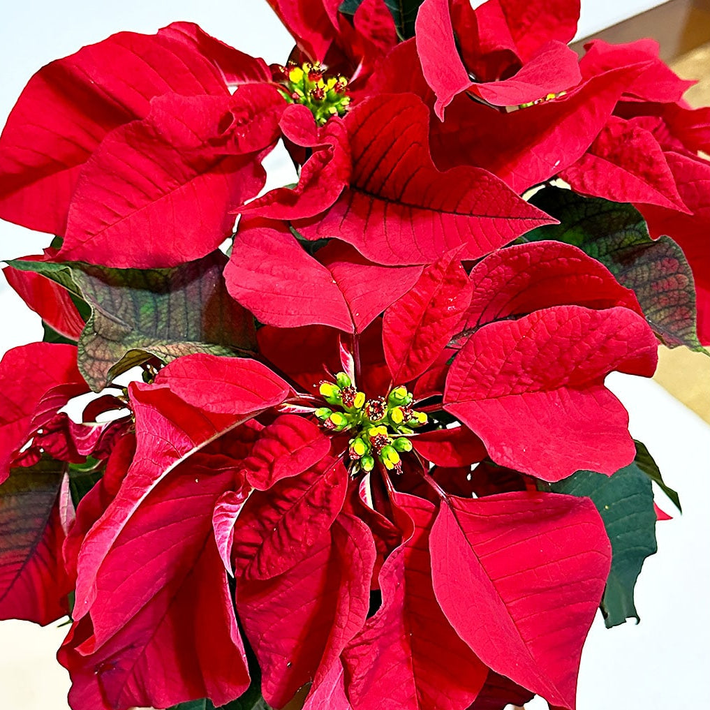 Bico De Papagaio (Euphorbia pulcherrima)