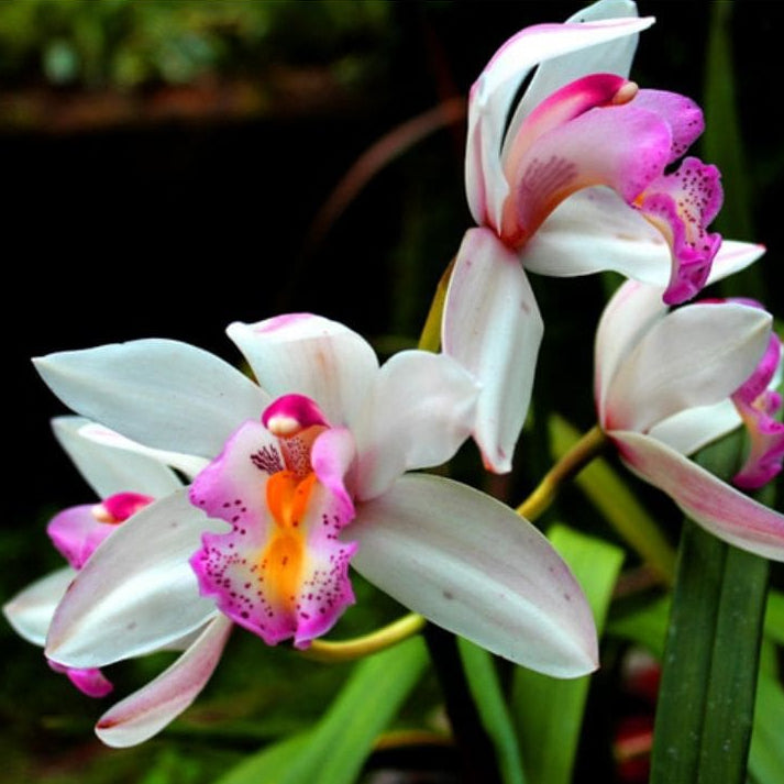 Forth Adubo Misto para Floração de Orquídeas 100g