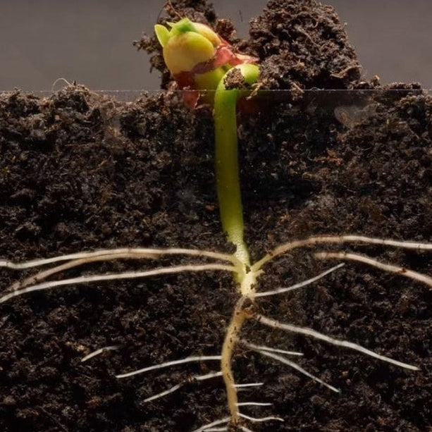 Kit de Adubos Torta de Mamona + Farinha de Ossos