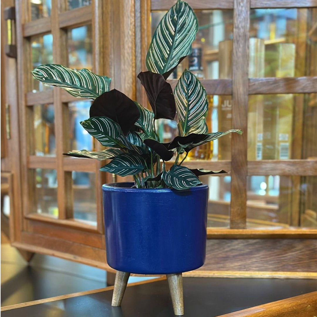 Mini Vaso Linha Doha 22cm com Tripé