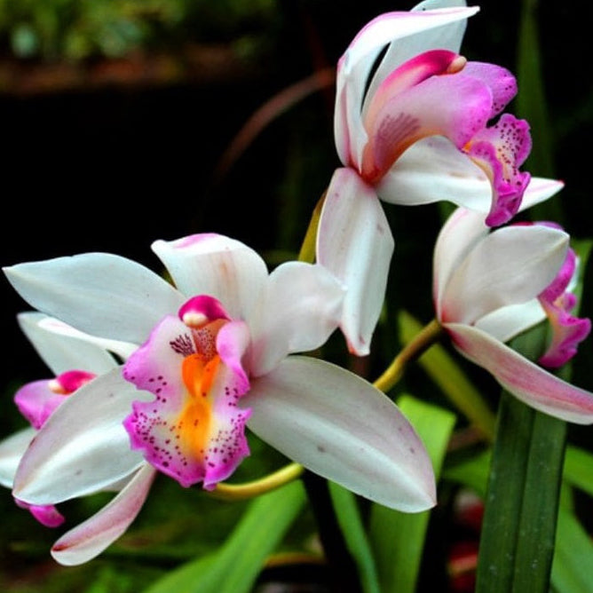 Kit Adubos Orgânicos Forth para Orquídeas