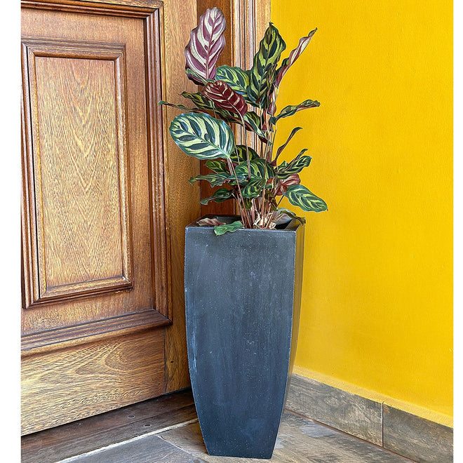 Vaso Fino para Plantas E Decoração de Ambientes Internos