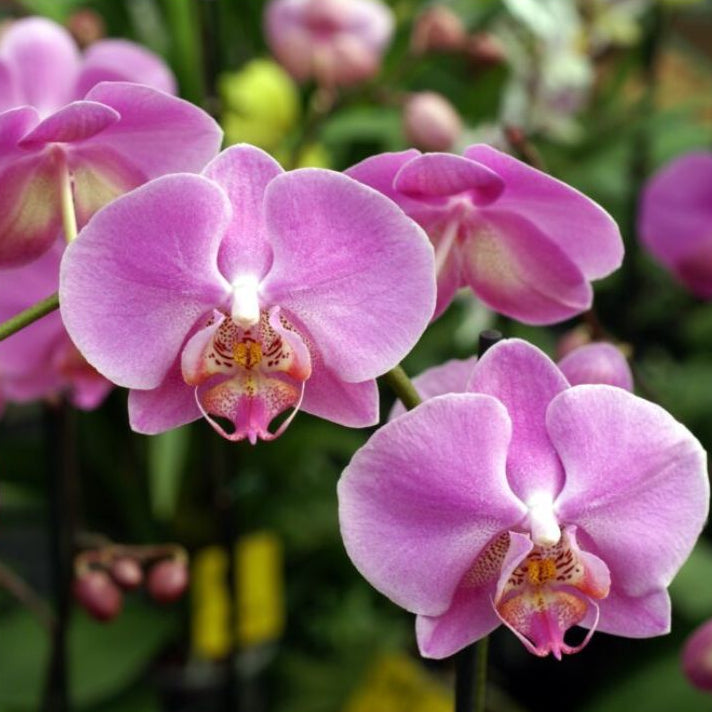 Forth Adubo para Crescimento de Orquídeas 100g