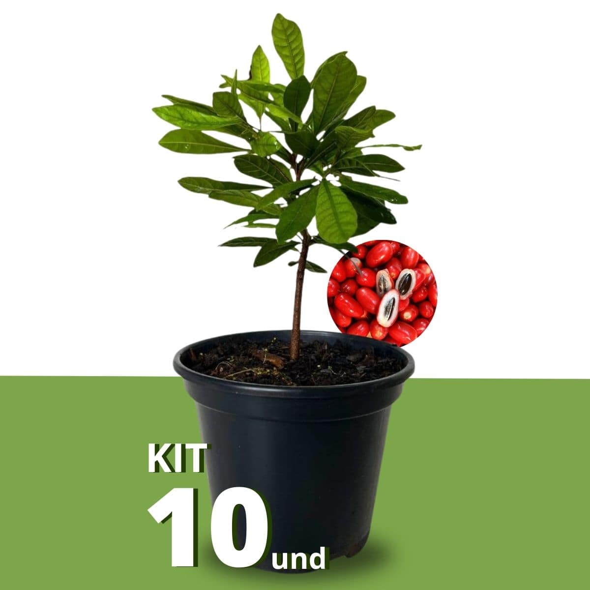 Kit Mudas Fruta do Milagre (Synsepalum dulcificum)