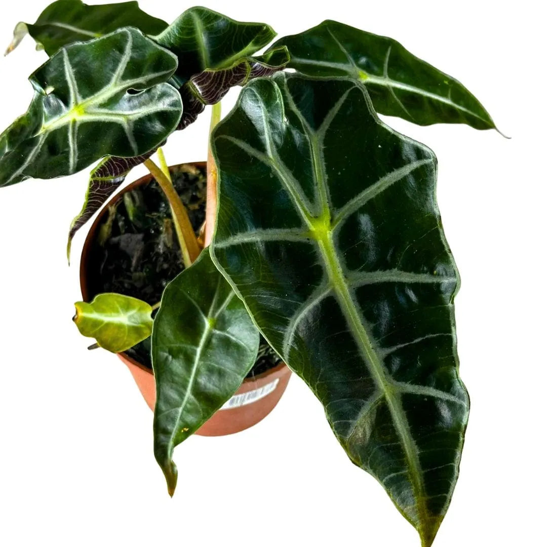 Muda Alocasia Polly (Alocasia amazonica ‘Polly’)