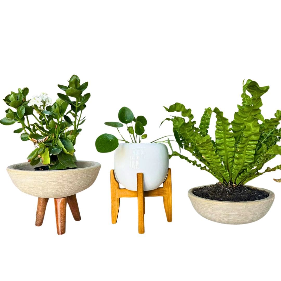 Kit 3 Vasos Pequenos para Espaços Compactos