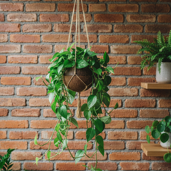 Vaso Fibra De Coco Natural Kokedama Suspenso 10x11cm
