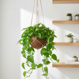 Vaso Fibra De Coco Natural Kokedama Suspenso 10x11cm