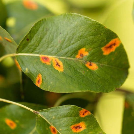 Inseticida Fungicida Defensor Forth 500ml