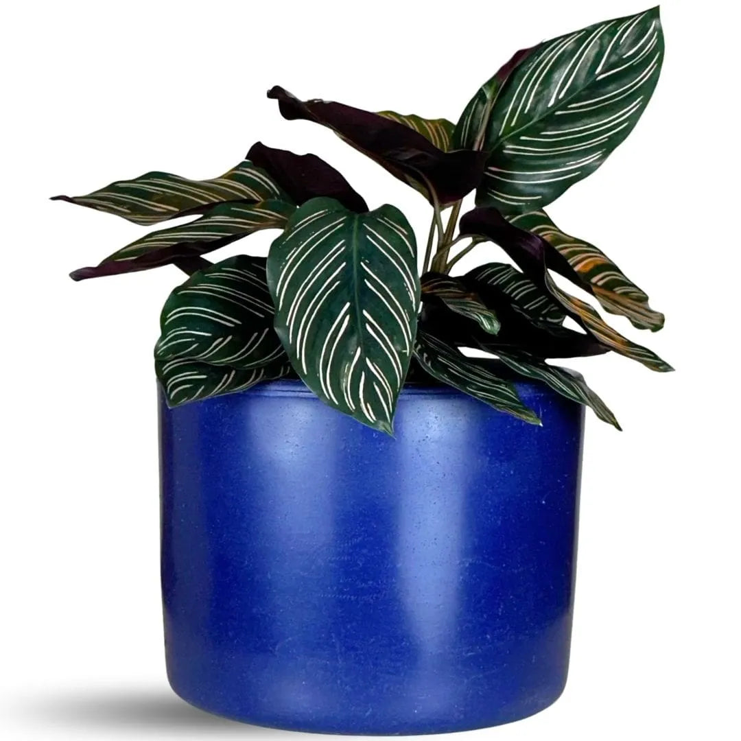 Vaso Decorativo Redondo Mini Doha 14x19cm