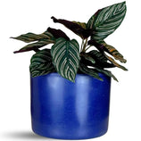 Vaso Decorativo Redondo Mini Doha 14x19cm