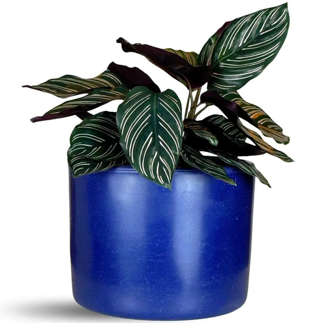 Vaso Decorativo Redondo Mini Doha 14x19cm