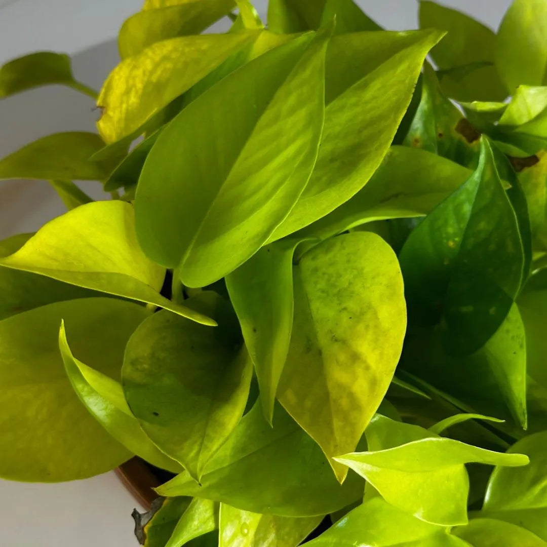 Muda Jiboia Amarela (Epipremnum aureum ‘Golden’)