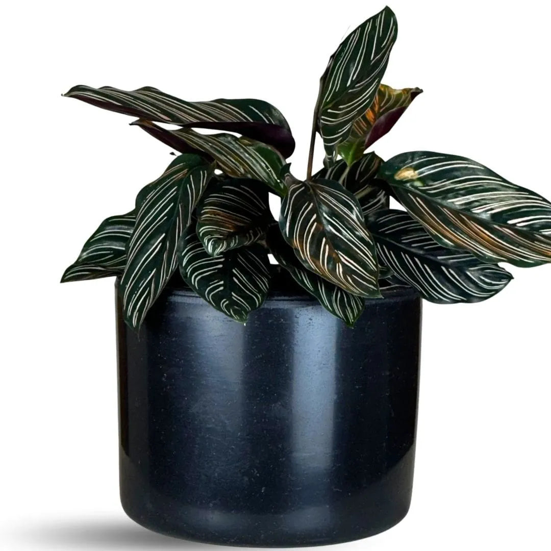 Vaso Decorativo Redondo Mini Doha 14x19cm