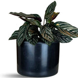 Vaso Decorativo Redondo Mini Doha 14x19cm