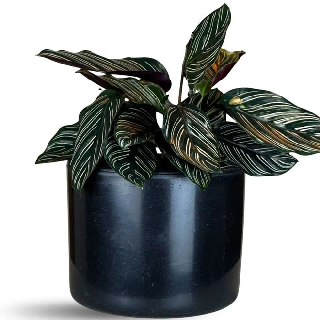 Vaso Decorativo Redondo Mini Doha 14x19cm