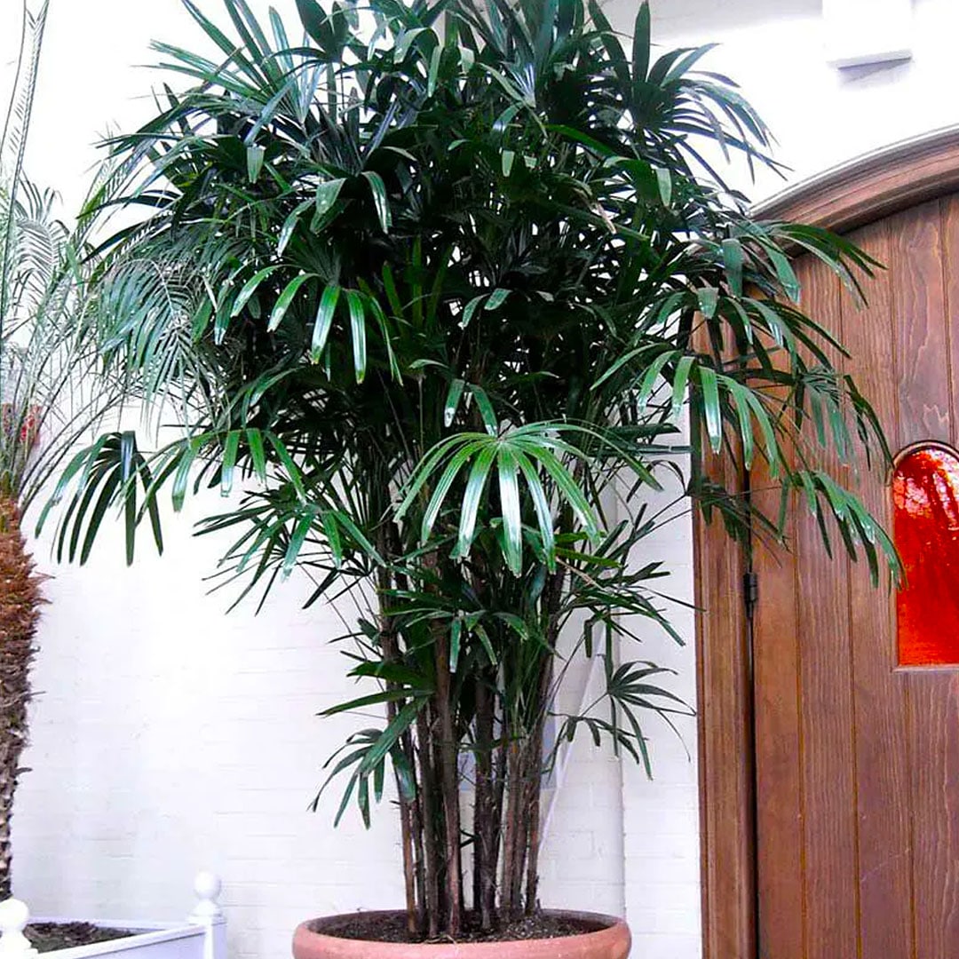 Palmeira Ráfia 1,20m Planta Arvore Decoração Escritório Sala