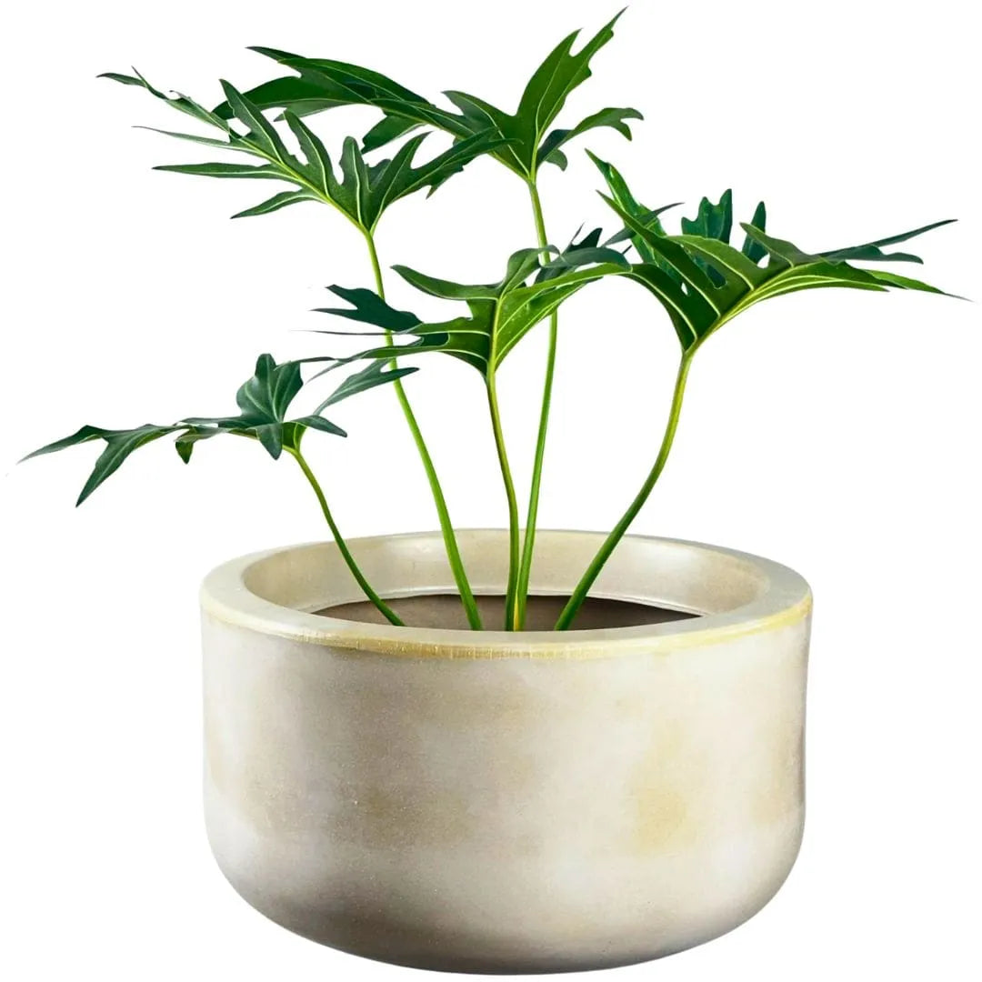 Muda de Guaimbê (Philodendron bipinnatifidum)