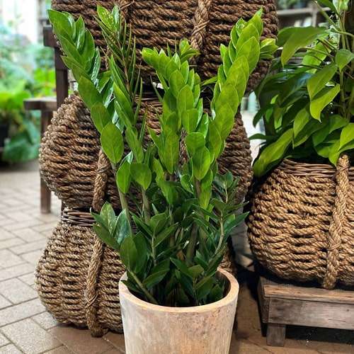 Kit de Planta Natural com 4 Mudas para Decoração Interna