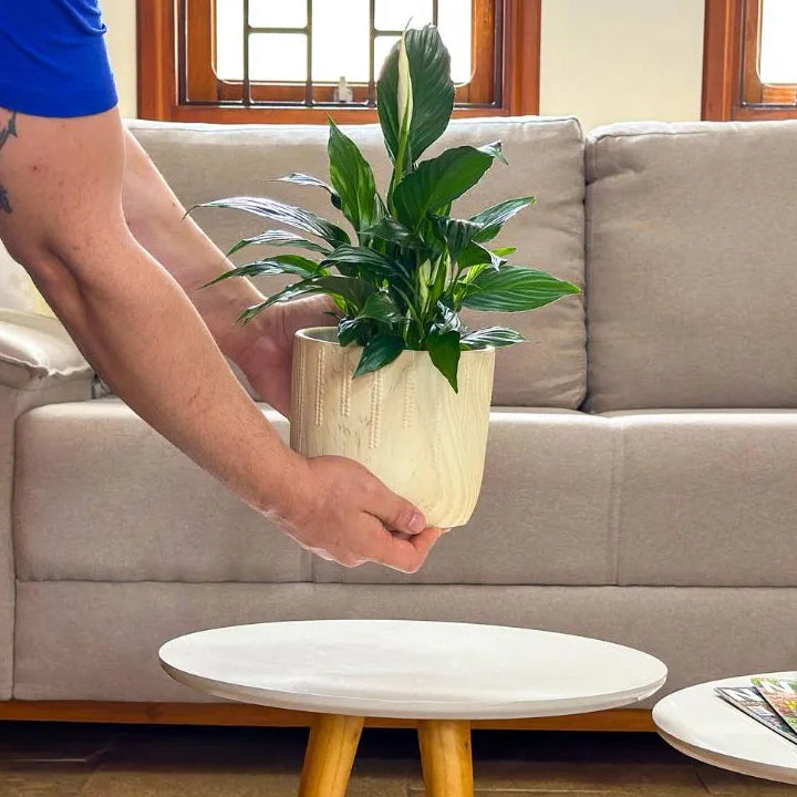 Kit 3 Vasos Genebra com Suporte de Madeira Alto