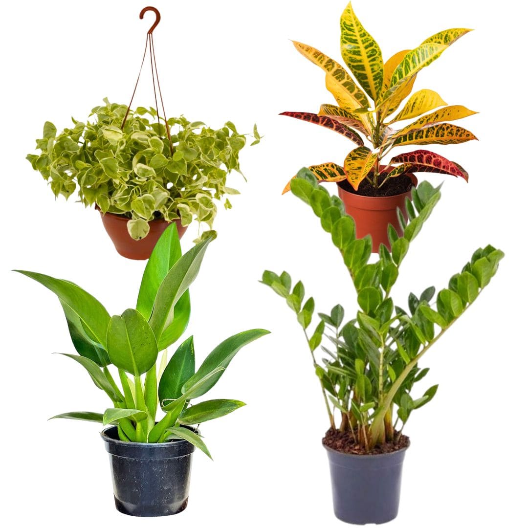 Kit de Planta Natural com 4 Mudas para Decoração Interna