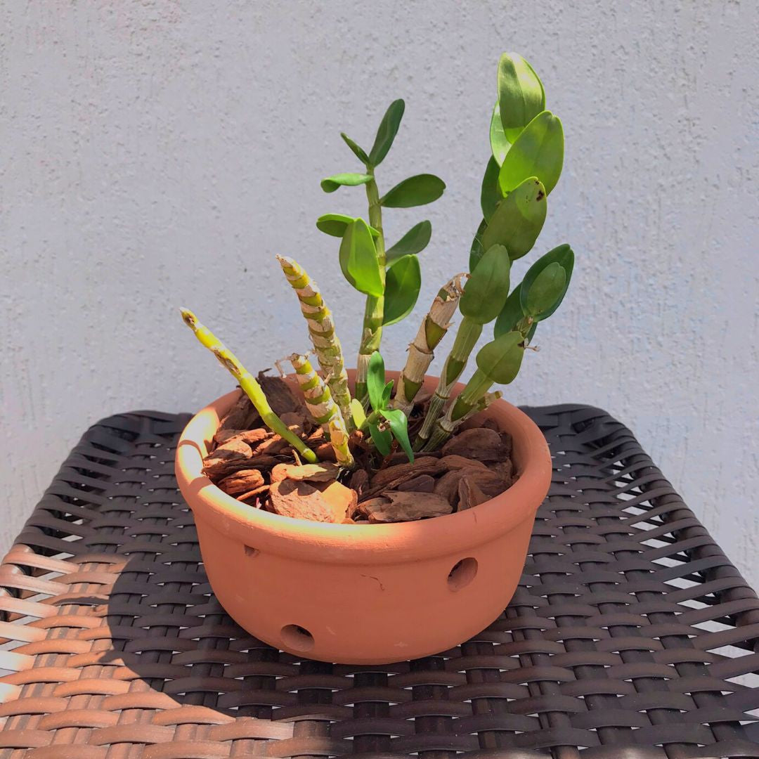 Vaso de Cerâmica com Furos para Orquídeas