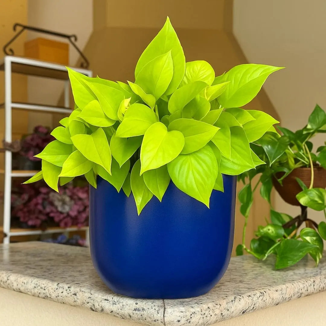 Kit 3 Vasos Polietileno Cone + Bacia