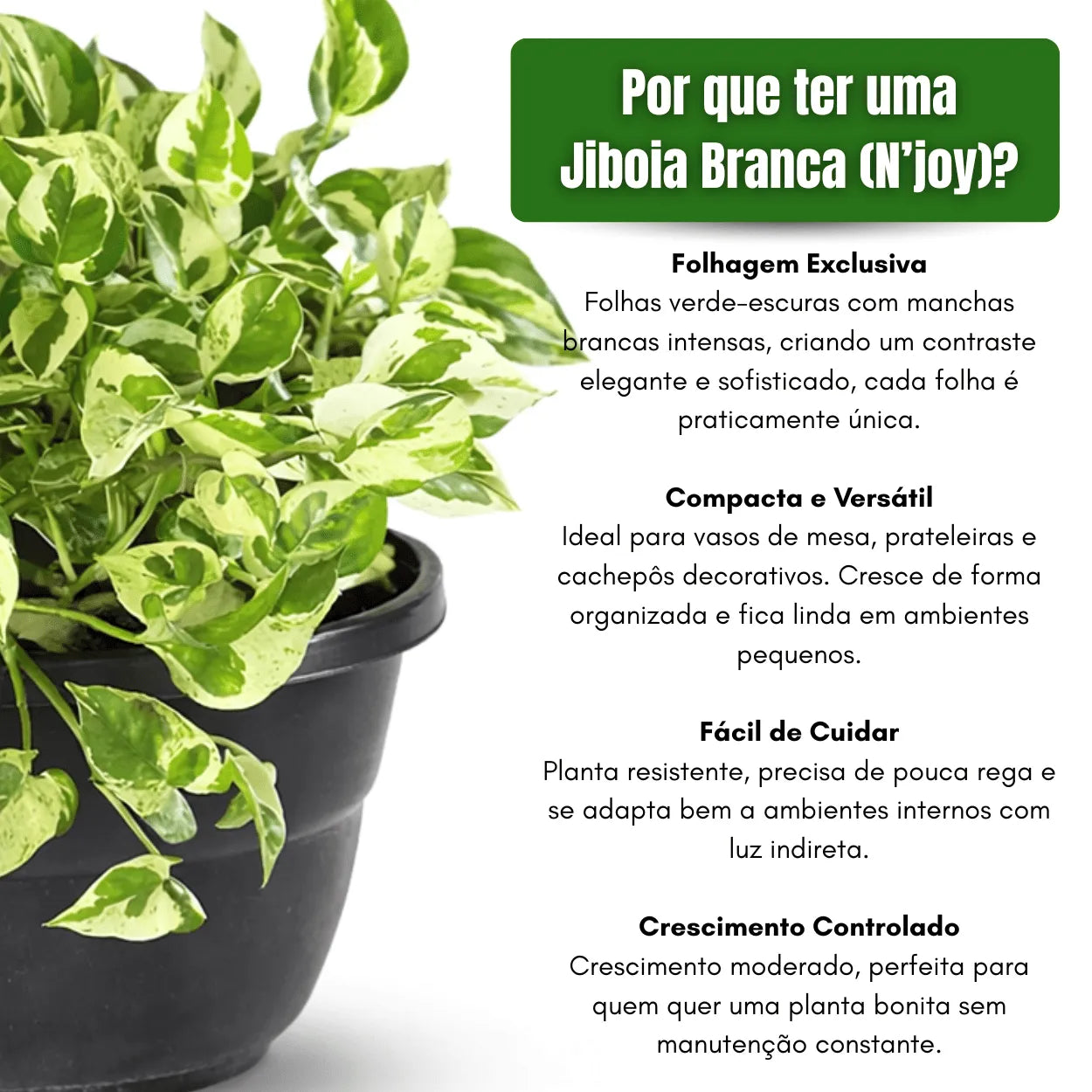 Muda Jiboia Branca N’Joy (Epipremnum aureum ‘N’Joy’)