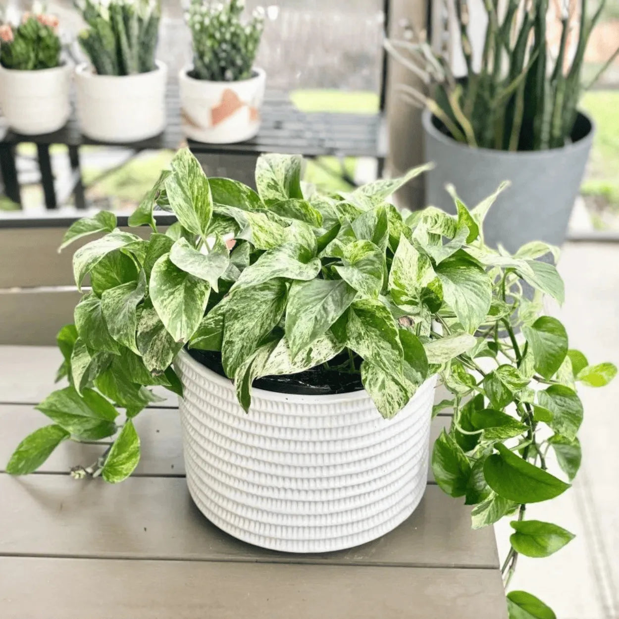 Muda Jiboia Branca N’Joy (Epipremnum aureum ‘N’Joy’)