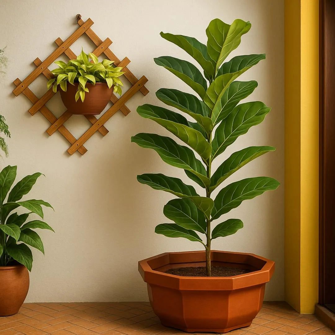 Vaso Bacia Oitavado Siena em Polietileno