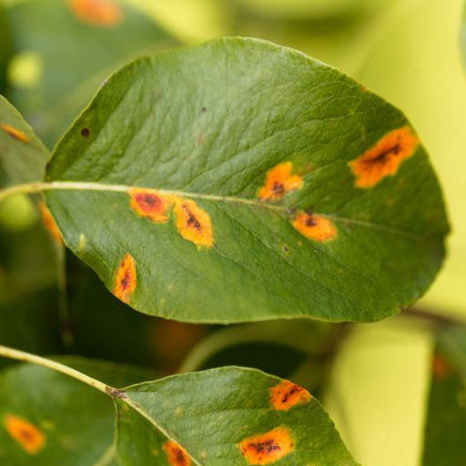 Fungicida Concentrado Forth 30ml